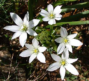 Encore quelques fleurs avant la scheresse