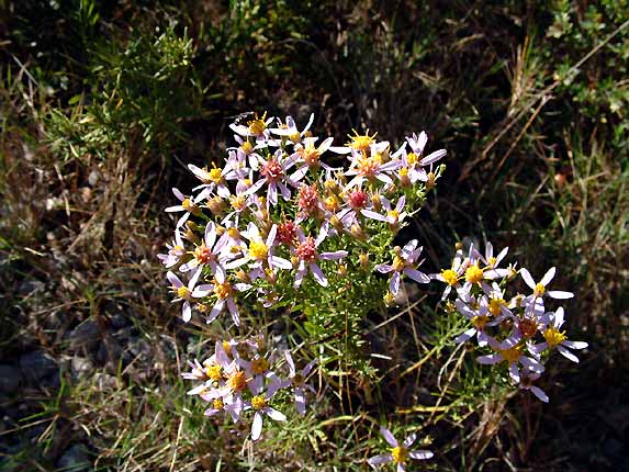 Les dernires fleurs de l'automne