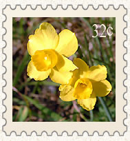 Jonquilles sauvages