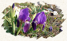 Iris Sauvage