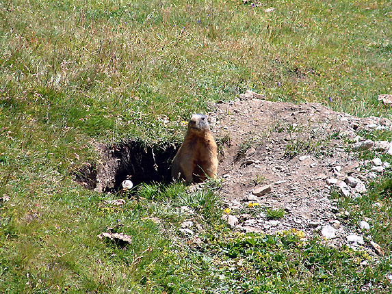 Marmotte  la porte de son chez soi