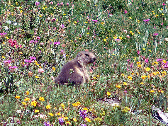 Marmotton dans les fleurs