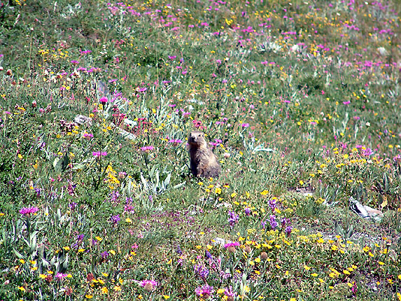 Marmotton dans les fleurs