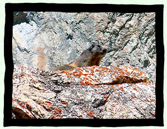 Marmotte sur rocher