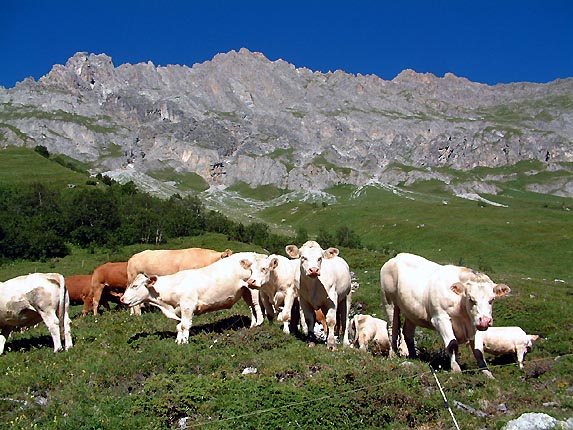 Troupeau sous le roc de la Pche