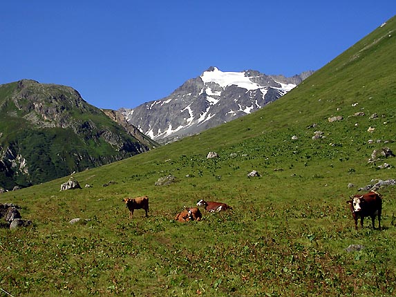 De la verdure, sous le glacier de Gbroulaz