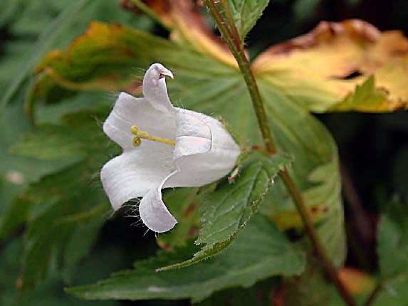 Campanule  larges feuilles