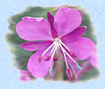 Fleur d'pilobe