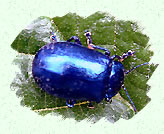 Petit scarabe bleu