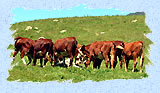 Runion de vaches