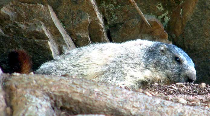 La marmotte, l'une des stars du parc