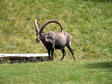 Le bouquetin, anctre du parc