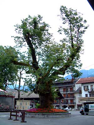 L'arbre centenaire