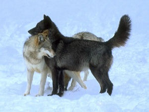 Loup noir avec loup gris
