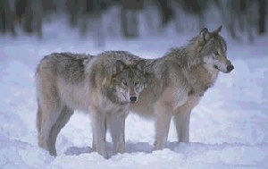 Couple loup dans la neige
