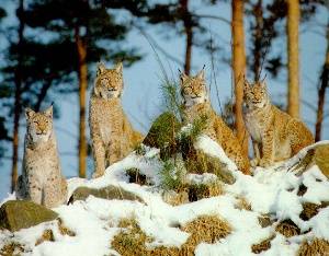 Lynx du Canada en groupe