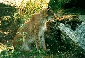 Lynx dans la montagne, assis