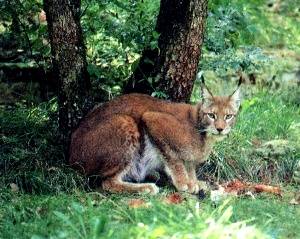 Lynx au repas