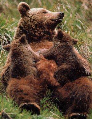 Maman ours et les oursons