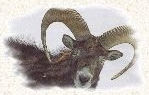 Vignette Mouflon