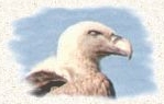 Photo du vautour fauve