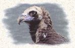 Photo du vautour moine