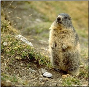 Marmotte grasse vers la fin de l't