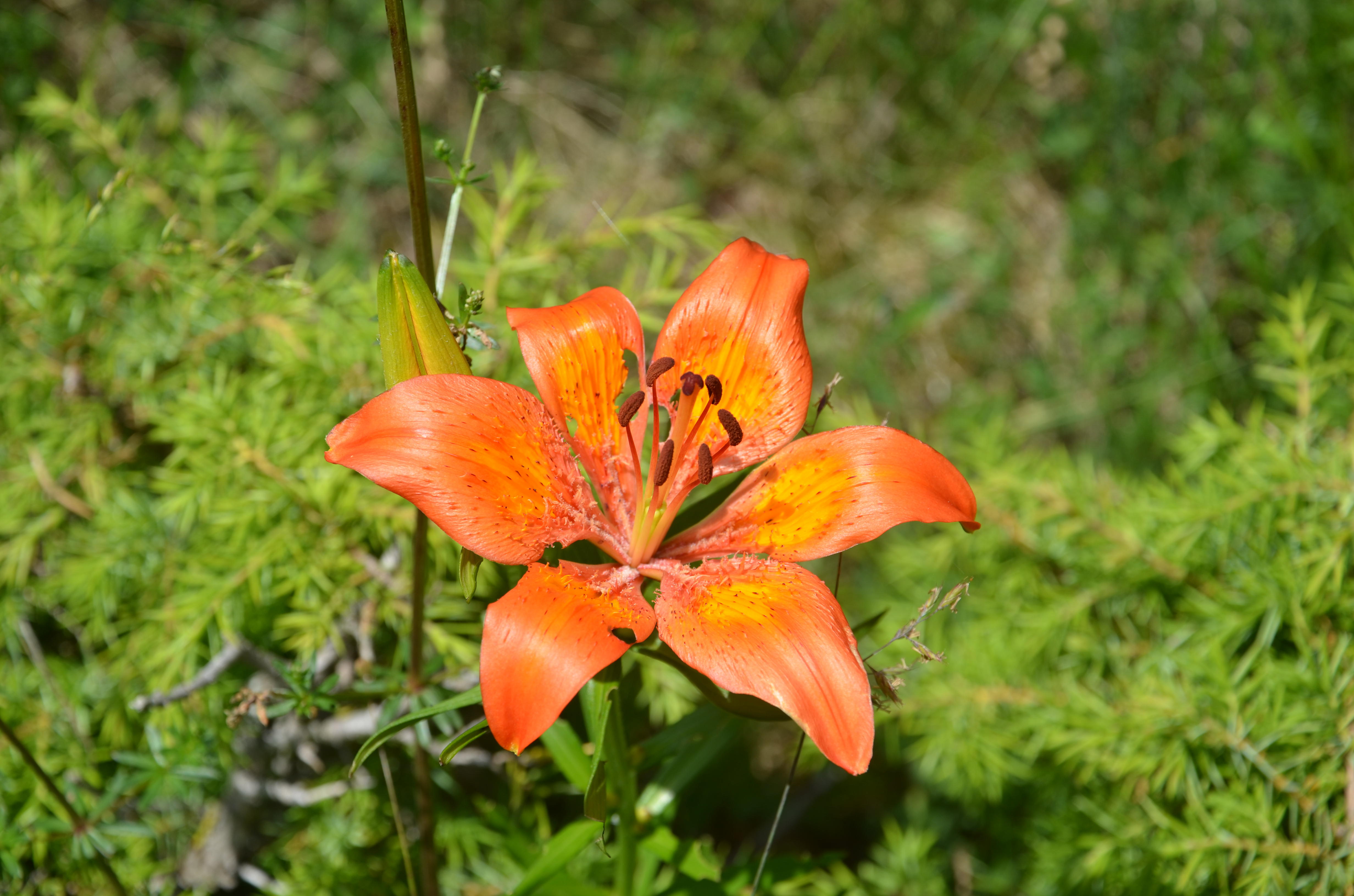 Lys Martagon