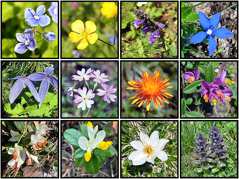 Les fleurs sur notre chemin dans la val Foresta vers Altkaser Alm | Dolomites 2025 | Balades en Famille