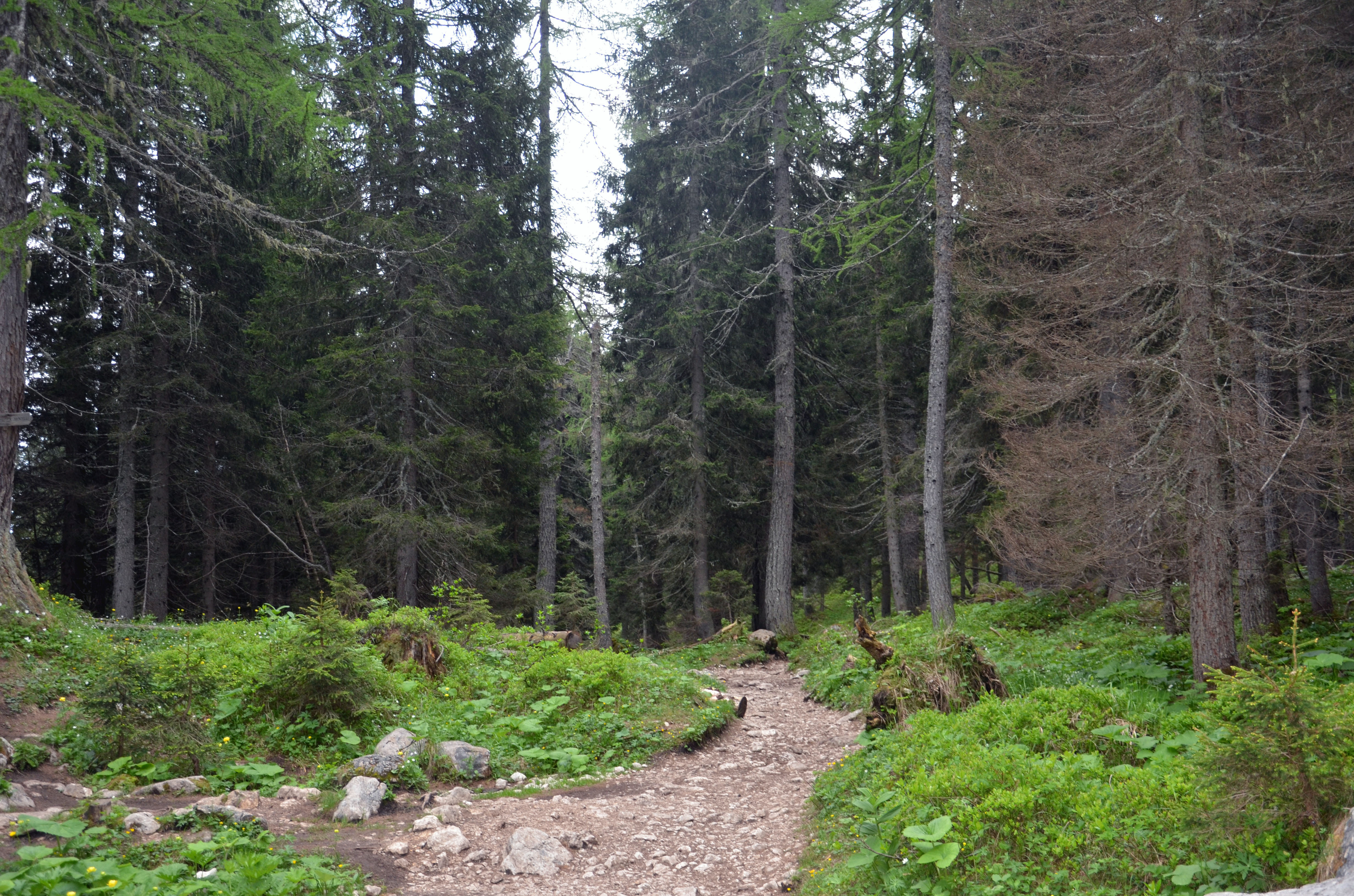 Passage dans la forêt | Dolomites 2025 | Balades en Famille