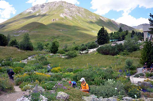 Le jardin alpin du Lautaret