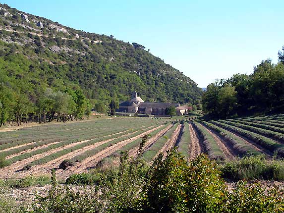 Lavande et Abbaye de Snanque