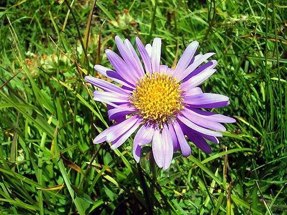 Aster des Alpes